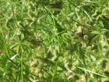 A mature button grass plant with seed heads.