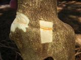 Navelina navel orange on Swingle citrumelo rootstock showing incompatibility line at the graft union - image courtesy NSW Department of Primary Industries
