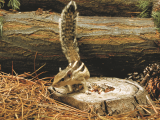 Northern palm squirrel standing on a tree stump.