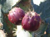 Opuntia englemannii fruit