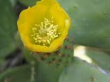 Opuntia ficus-indica flower