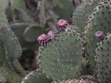 Opuntia microdasys plant and fruit