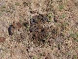 Dung beetle activity