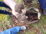 Hand holding two freshly harvested truffles above a bag of truffles
