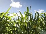 Green wheat crop growing in the Western Australian wheatbelt