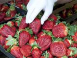 Freshly picked strawberries