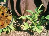 PSTVd affects potato plant and tuber development