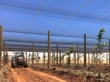 Photo of persimmon trial in netted orchard