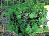 Very young ragwort plant