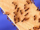 Live red imported fire ants crawling on a piece of wood.