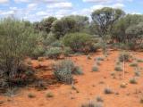 Photograph of sandplain acacia pasture in fair condition in the southern rangelands