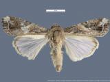 Male fall armyworm moth