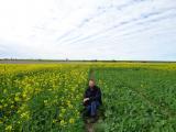 DAFWA researcher Martin Harries at a trial at Wongan Hills looking at sowing times for canola; March sown plots (left) and mid-April sown plots (right), photo taken July 5th.