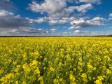 Photograph of a canola field with a stunning cloudy sky backdrop.