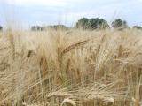 Wheat ready for harvest