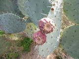 Wheel cactus fruit