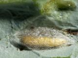Diamondback moth pupa