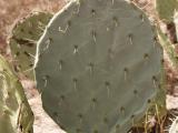 Department officer with wheel cactus 