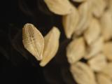 Photo showing single grains of a malting barley variety