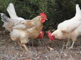 Chickens