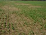 Damage often occurs in patches