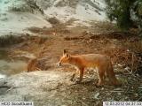 A picture of a fox captured by sensor cameras