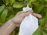 Medfly control weapons in the backyard include bagging fruit to prevent females from stinging them.