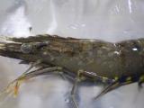 Prawn with white spot disease