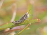 Urnisa grasshopper nymph