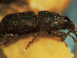 Rice weevil, brown - black in color with a long slender snout. With 4 red brown patches on it's back.