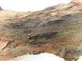 When bark is removed from the wood, a charcoal region is revealed and a mass of fruiting bodies can be seen protruding from the bark