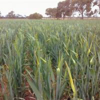 Pale necrotic flag leaf and emerging head are common symptoms at head emergence