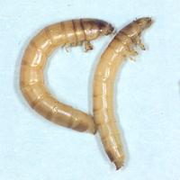 Vegetable beetle larvae