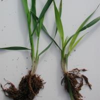 Iron deficiency in wheat induced by heavy liming