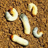 Larvae are found in the soil and are up to 20mm long, creamy-white with a darker head and curled into a 'C' shape