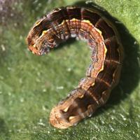 Brown pasture looper caterpillar
