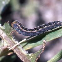 Brown pasture looper caterpillar feeding on capeweed