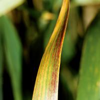 Edges of mature leaves may become red or purple