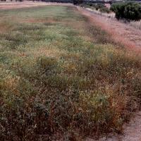 Plants are often affected first and most severely on paddock edges 