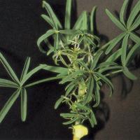 Shortened petioles on new growth result in a cluster formation