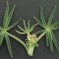 Emerging leaflets are thickened and partially opened with a dark green midrib and fur-like edges