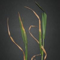 Symptoms appear first and most severely on the oldest leaves. Progressive death starts from the leaf tips and margins.