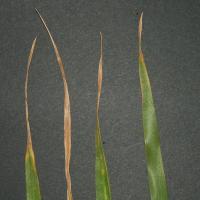 In severe cases yellow spotting occurs on older leaves.