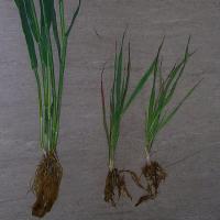 Affected plants are stunted with few tillers.