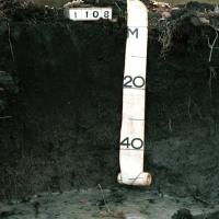 Soil pit showing the profile of non saline semi wet soils in the Swan coastal plain region.  