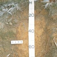Soil pit showing the profile of red sandy earth in the Swan coastal plain region.