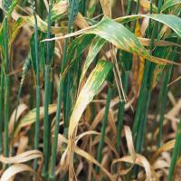 Irregular, elongated often interveinal leaf blotches with a narrow yellow margin