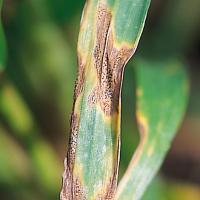 Rows of tiny black fruiting bodies in veins of affected leaves are a key feature of septoria tritici.