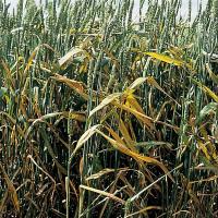 Reddening and yellowing of the flag leaf is often the most characteristic BYDV symptom in wheat