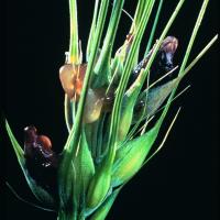 Honeydew and ergots in barley